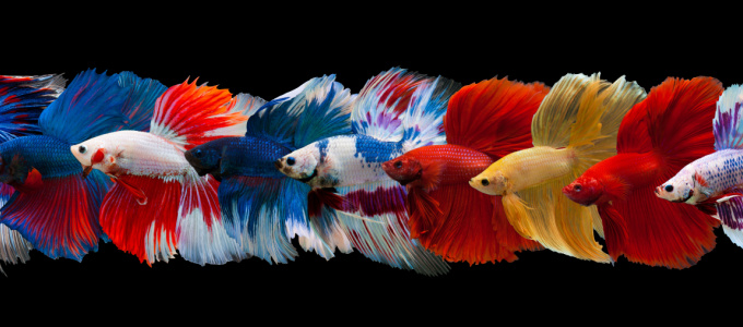 "Simese fighting fish"